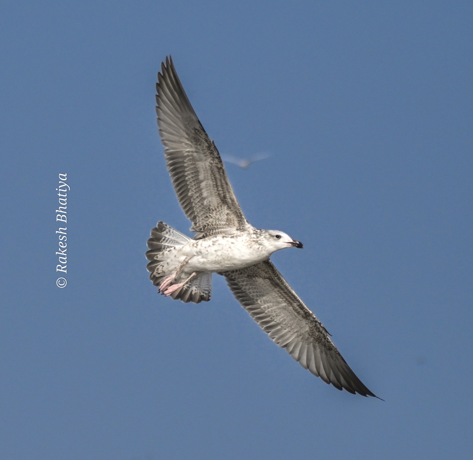 Heuglin's Gull 